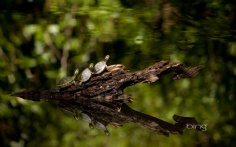 Turtles1920x12005-3-2011 9_49_26 AM Bing Desktop